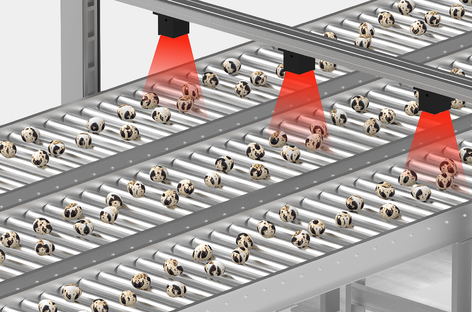 鹌鹑蛋外观检测